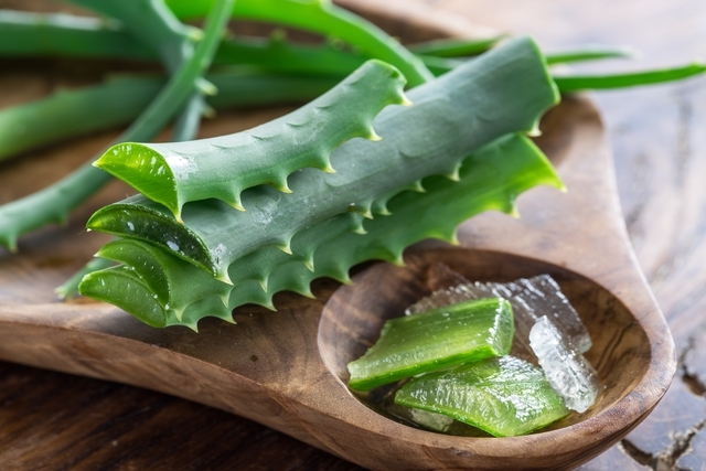 Tratamentul cu Aloe vera - Varice, Aloe rețete în varicoză